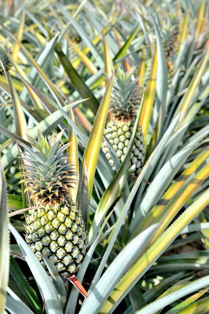 Ferme d&#39;ananas