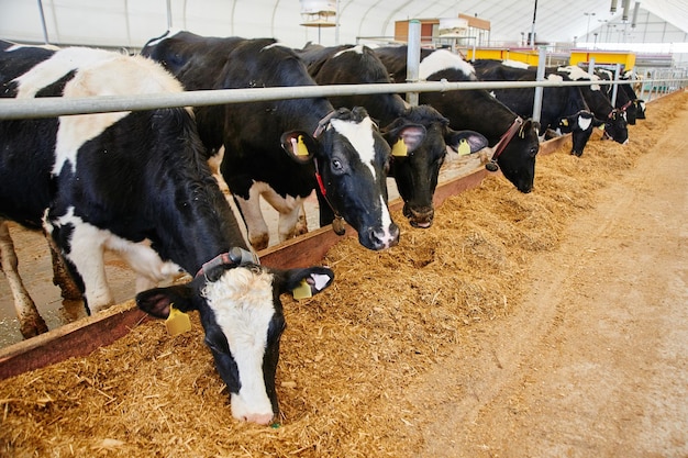 Ferme automatisée industrielle de lait de vache Les vaches dans le paddock avec des étiquettes sur les oreilles mangent du foin et se reposent