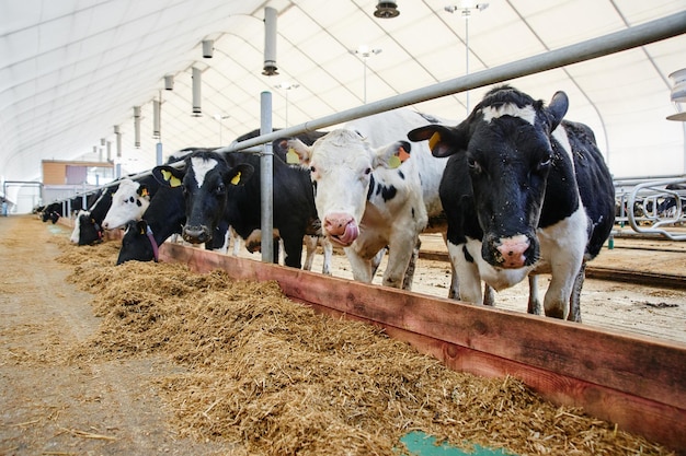 Ferme automatisée industrielle de lait de vache Les vaches dans le paddock avec des étiquettes sur les oreilles mangent du foin et se reposent