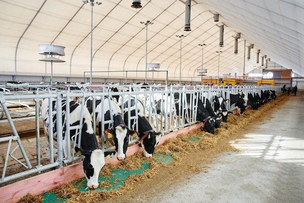 Ferme automatisée industrielle de lait de vache Les vaches dans le paddock avec des étiquettes sur les oreilles mangent du foin et se reposent