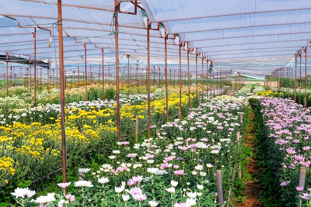 Ferme aux fleurs