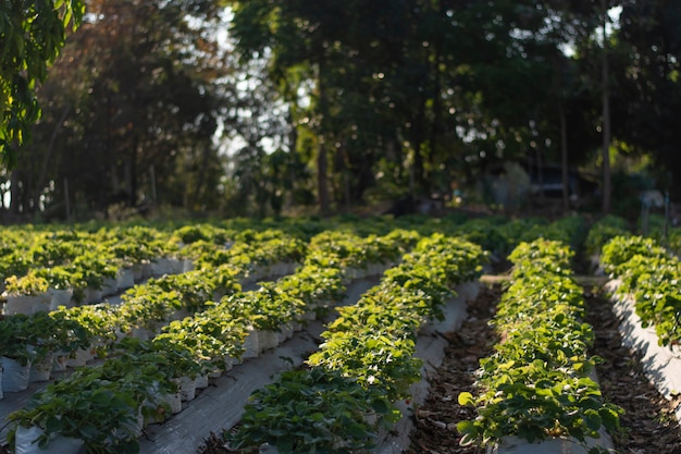 Ferme aux fraises le matin