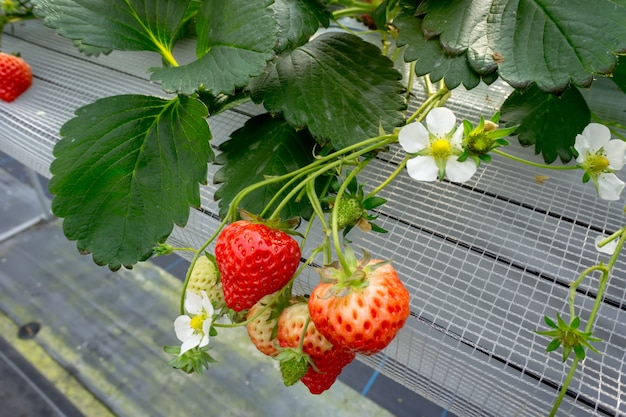 Ferme aux fraises à Yuzawa, au Japon.