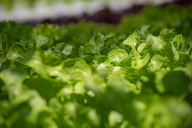 Ferme biologique fraîche de laitue de légume de champ ferme de légumes hydropones vertes