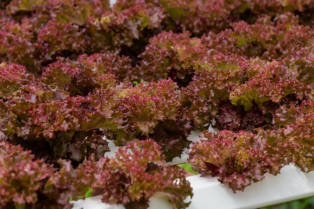 Ferme biologique avec légume agricole hydroponique.