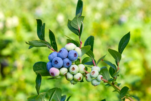 Ferme de bleuets avec un tas de fruits mûrs sur l'arbre pendant la saison de récolte à Izmir, en Turquie.