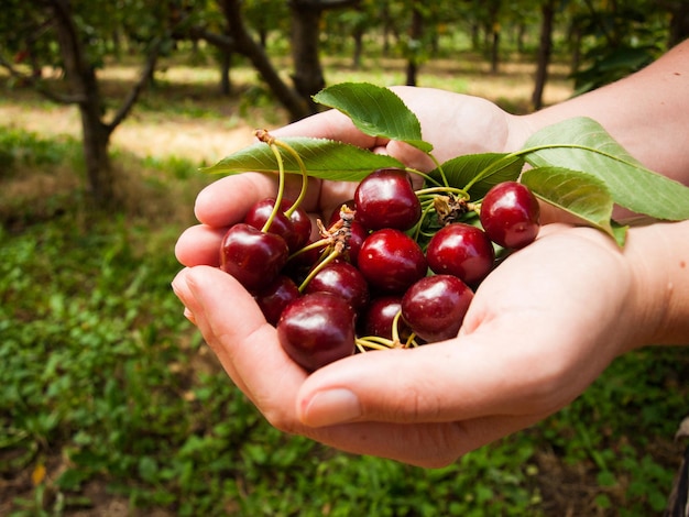 Ferme de cerises sur les pentes ouest du Colorado.