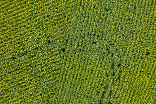 ferme champ agriculture vue d'en haut