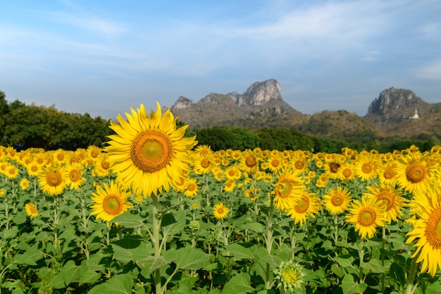 Ferme de champs de tournesols à Lop buri