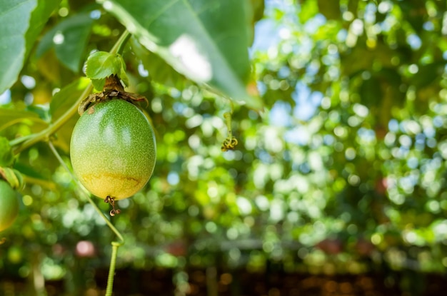 Ferme de culture de fruits de la passion sur filet en plastique