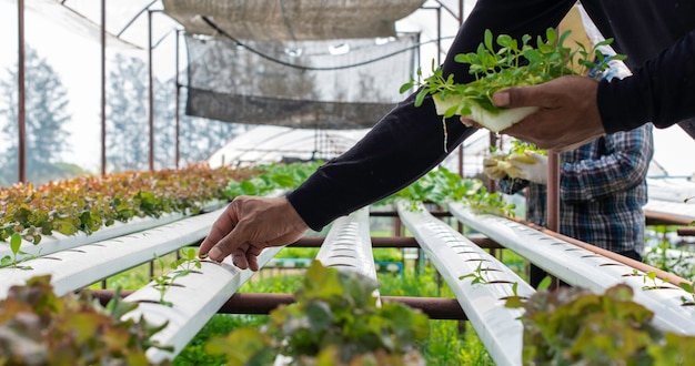 La ferme de culture hydroponique de légumes bio en milieu rural.