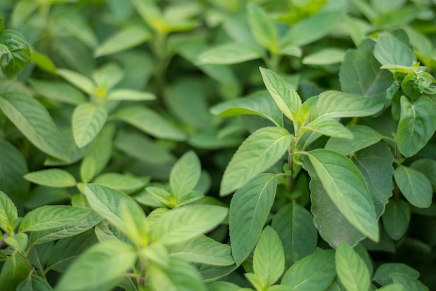 ferme de culture de légumes de menthe