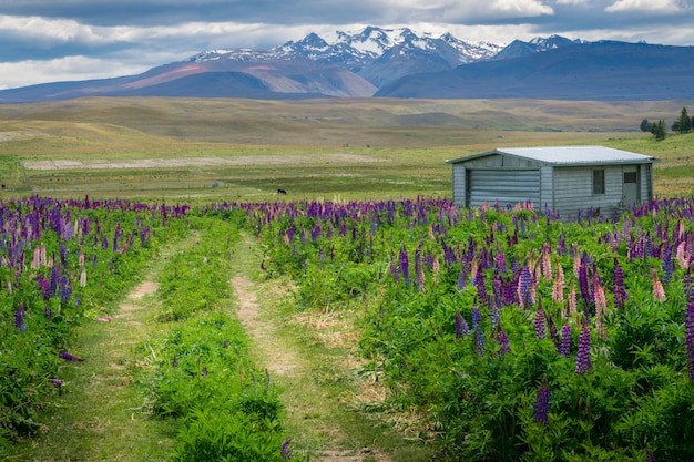 Ferme dans le champ de Lupin près du lac Tekapo