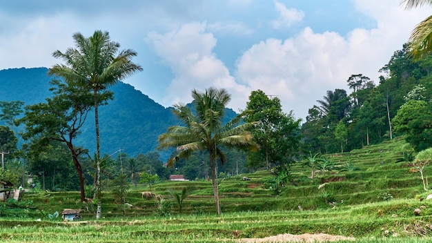 Une ferme dans les montagnes avec un arbre au premier plan