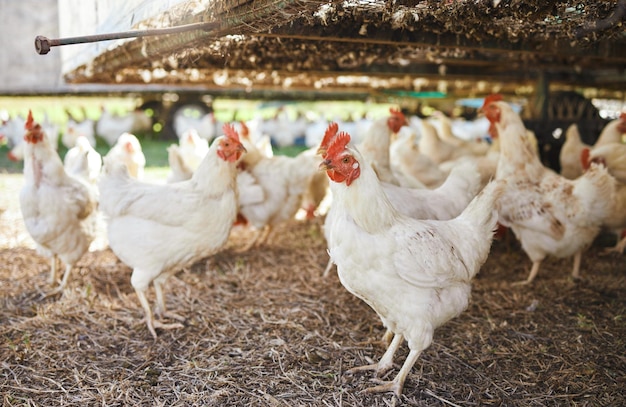 Ferme durable de poulets et oiseaux sur l'herbe sans personne dans la campagne Champ de production agricole et entreprise d'ovoproduits de bétail et d'animaux pour une agriculture durable et respectueuse de l'environnement