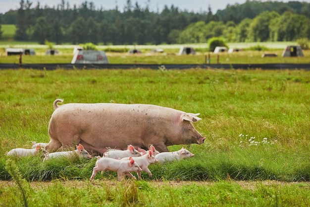 Ferme écologique de porcs dans le champ au Danemark