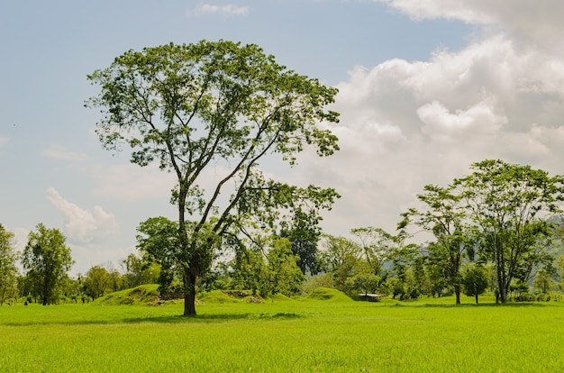 Ferme d'élevage au Guatemala