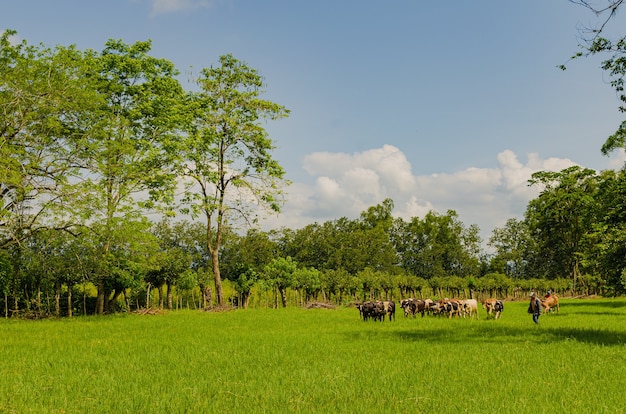 Ferme d'élevage au Guatemala