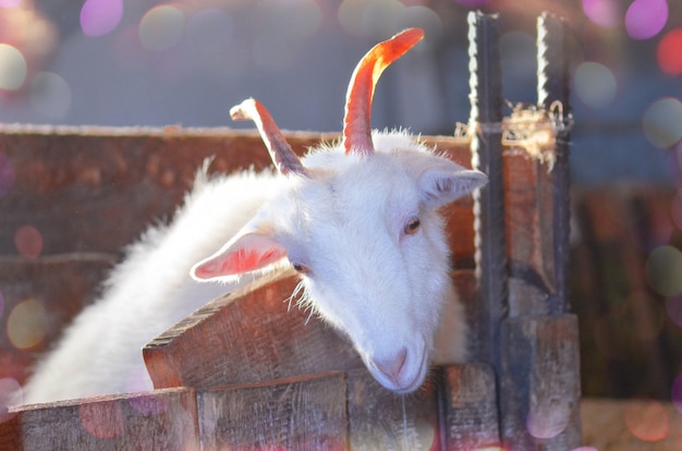 Ferme d&#39;élevage de chèvres. Portrait de chèvre blanche.