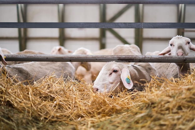 Ferme d'élevage troupeau de moutons