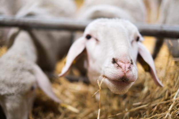 Ferme d'élevage troupeau de moutons