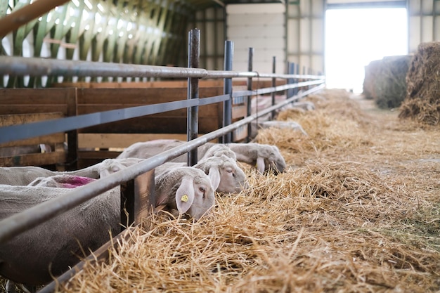 Ferme d'élevage troupeau de moutons