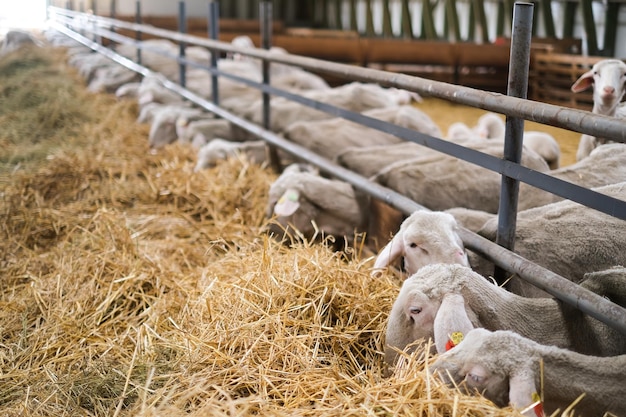 Ferme d'élevage troupeau de moutons