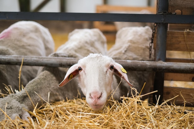 Ferme d'élevage troupeau de moutons