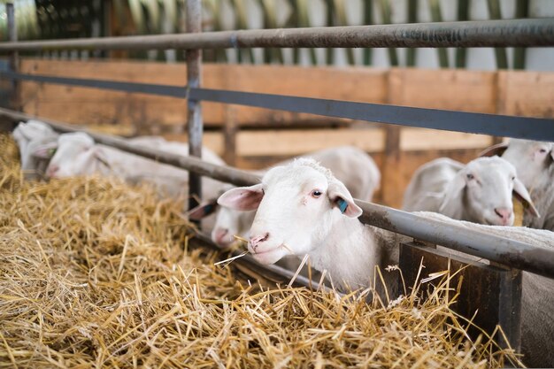 Ferme d'élevage troupeau de moutons