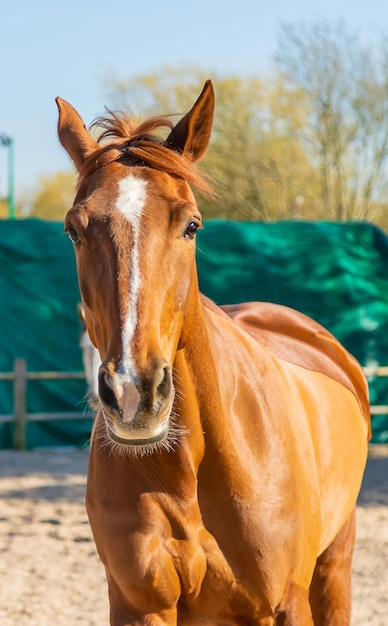 Ferme équestre beaux chevaux à la ferme mise au point sélective