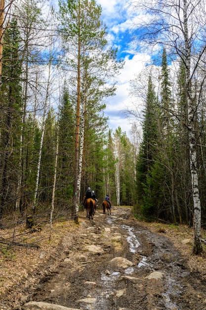 Ferme équestre de chevaux de l'Oural du Sud avec une végétation de paysage unique et une diversité de la nature