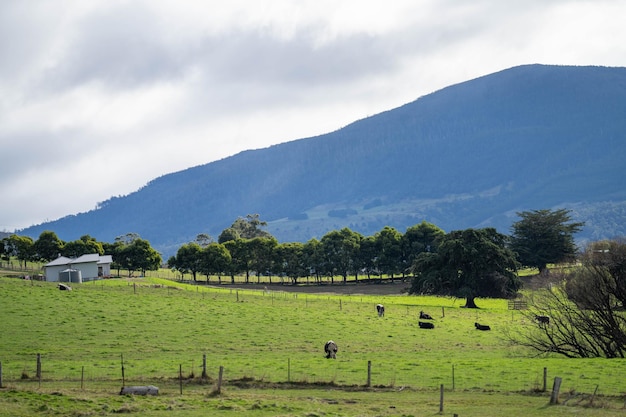 ferme équestre dans les collines en australie