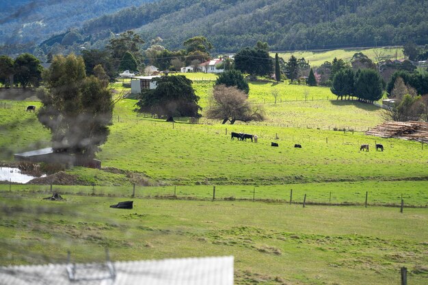 ferme équestre dans les collines en australie