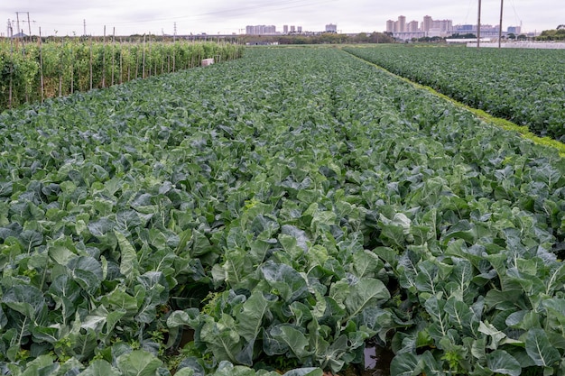 La ferme est un champ de légumes verts produit par l'industrialisation avec des rangées de légumes soignées