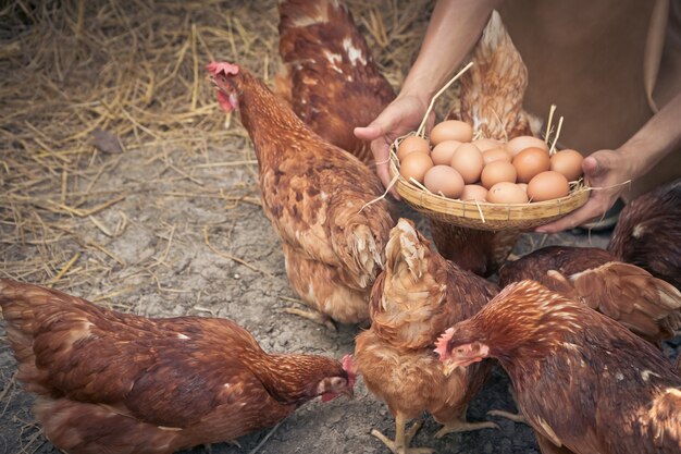 Ferme, fermier, mains, tenue, oeufs frais, poule, panier