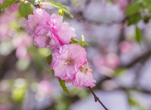 Fermé de fleur de cerisier