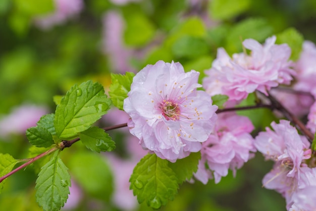 Fermé de fleur de cerisier