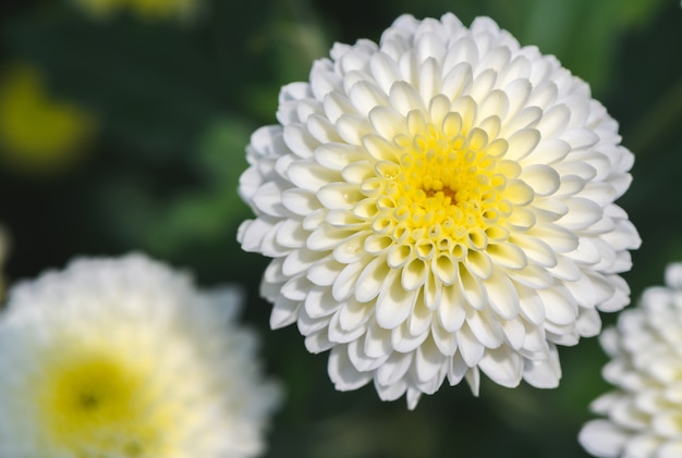 Fermé de fleur de chrysanthème blanc avec du jaune