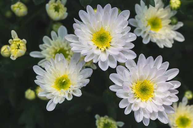 Fermé de fleur de chrysanthème blanc