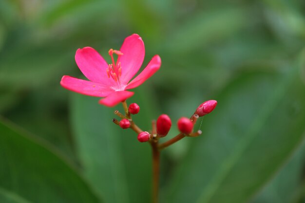 Fermé une fleur de jatropha en fleurs avec des boutons floraux