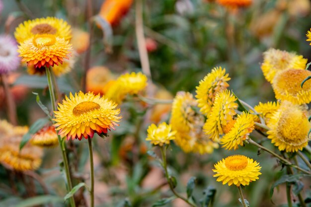 ferme fleur de paille mon jardin