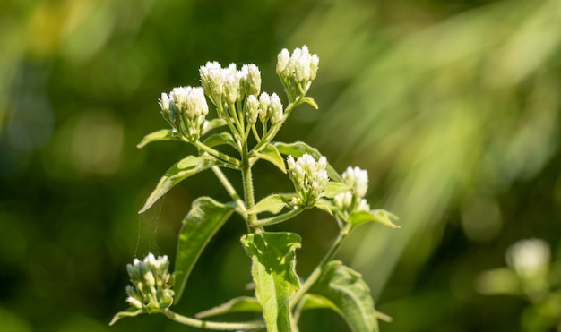 Fermé de fleurs blanches sur la nature