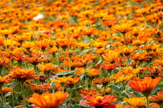 Photo une ferme de fleurs cosmiques colorées