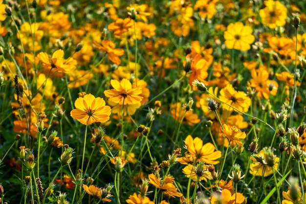 Photo une ferme de fleurs cosmiques colorées