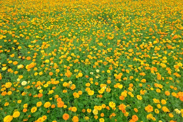 Ferme de fleurs de cosmos jaune en plein air