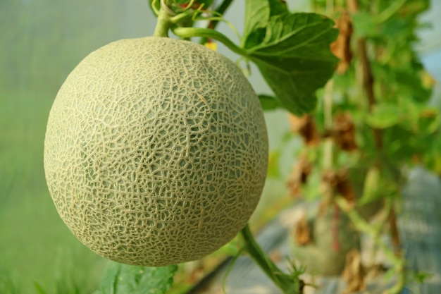 Fermé un fruit frais melon ou cantaloup sur l&#39;arbre