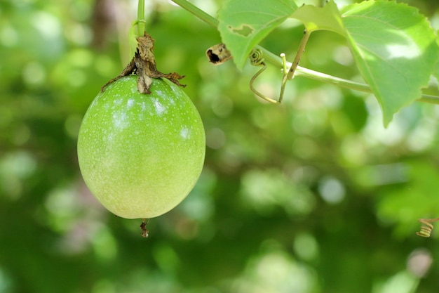 Ferme de fruits de la passion, beaucoup de fruits de la passion crus et frais sur l'arbre