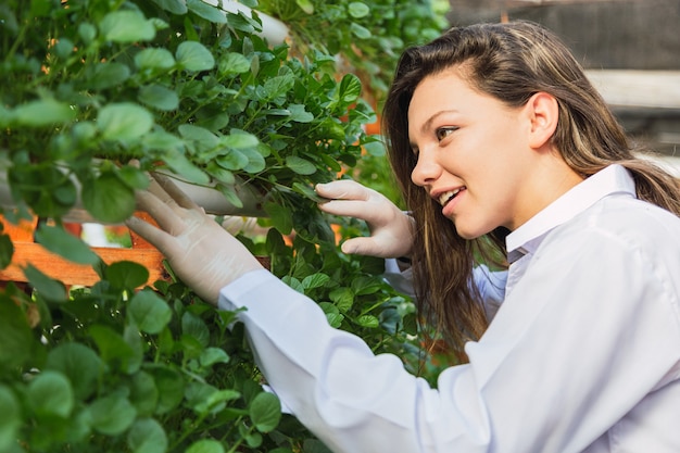 Ferme de fusées hydroponiques. La femme travaille à la ferme hydroponique. Salade de roquette fraîche et saine.