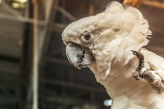 Fermé en haut l&#39;oiseau blanc d&#39;ara autour avec normal