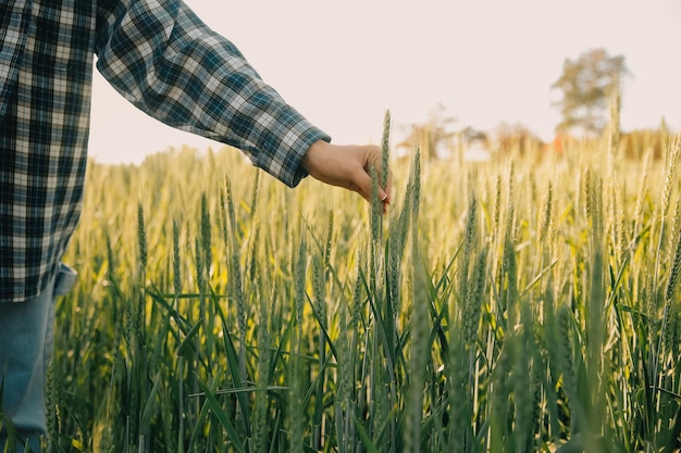 Ferme intelligente Agriculteur avec tablette dans le champ Agriculture concept de jardinage ou d'écologie Récolte Agro-entreprise